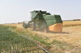 افتتاح موسم الحصاد في ولاية سيدي بوزيد